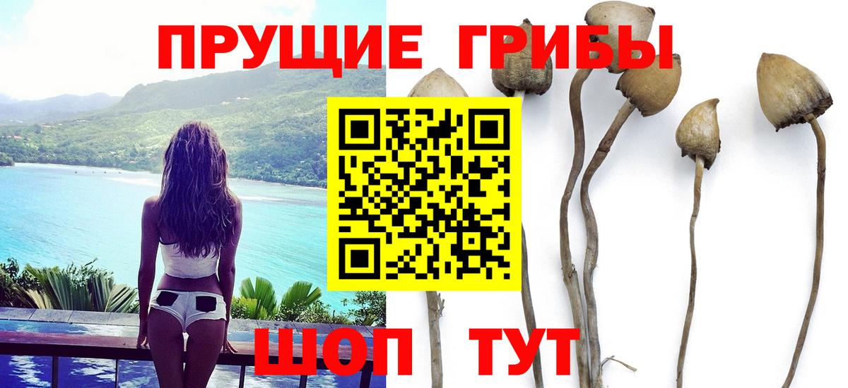 Псилоцибиновые грибы Cubensis Урай